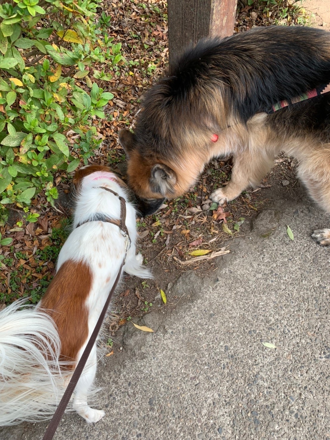 老犬 ワタシ 老猫